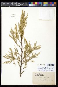 Calocedrus decurrens image