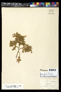 Chamaecyparis thyoides image