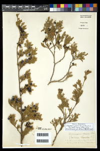 Chamaecyparis thyoides image