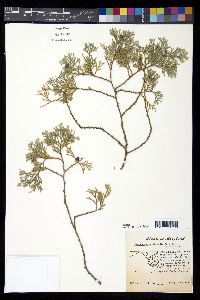 Chamaecyparis thyoides image
