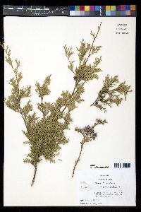 Chamaecyparis thyoides image