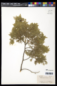 Chamaecyparis thyoides image