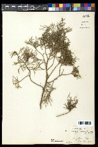 Chamaecyparis thyoides image