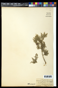 Chamaecyparis thyoides image