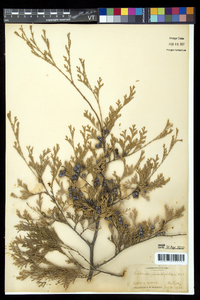 Chamaecyparis thyoides image