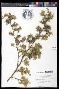 Chamaecyparis thyoides image