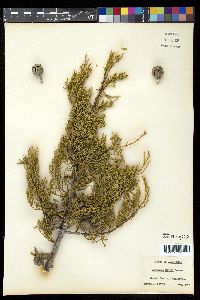 Cupressus bakeri image