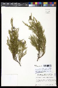 Xanthocyparis nootkatensis image