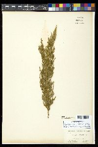 Xanthocyparis nootkatensis image