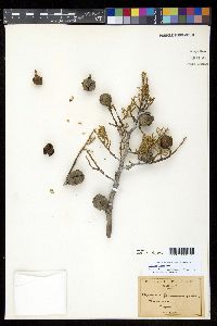 Cupressus sargentii image