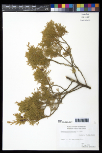 Chamaecyparis thyoides image