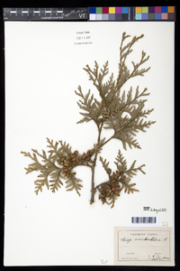 Thuja occidentalis image