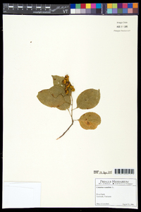 Celastrus scandens image