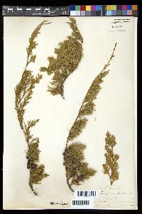 Juniperus horizontalis image