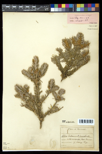 Abies balsamea image