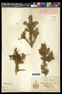 Abies balsamea var. phanerolepis image