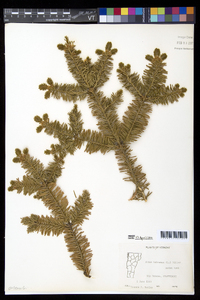 Abies balsamea image