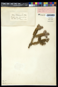 Abies balsamea image