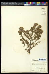 Abies balsamea image