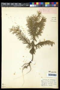 Abies balsamea image