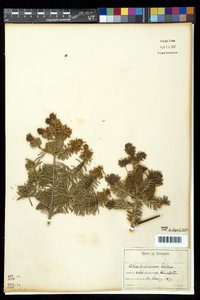 Abies balsamea image