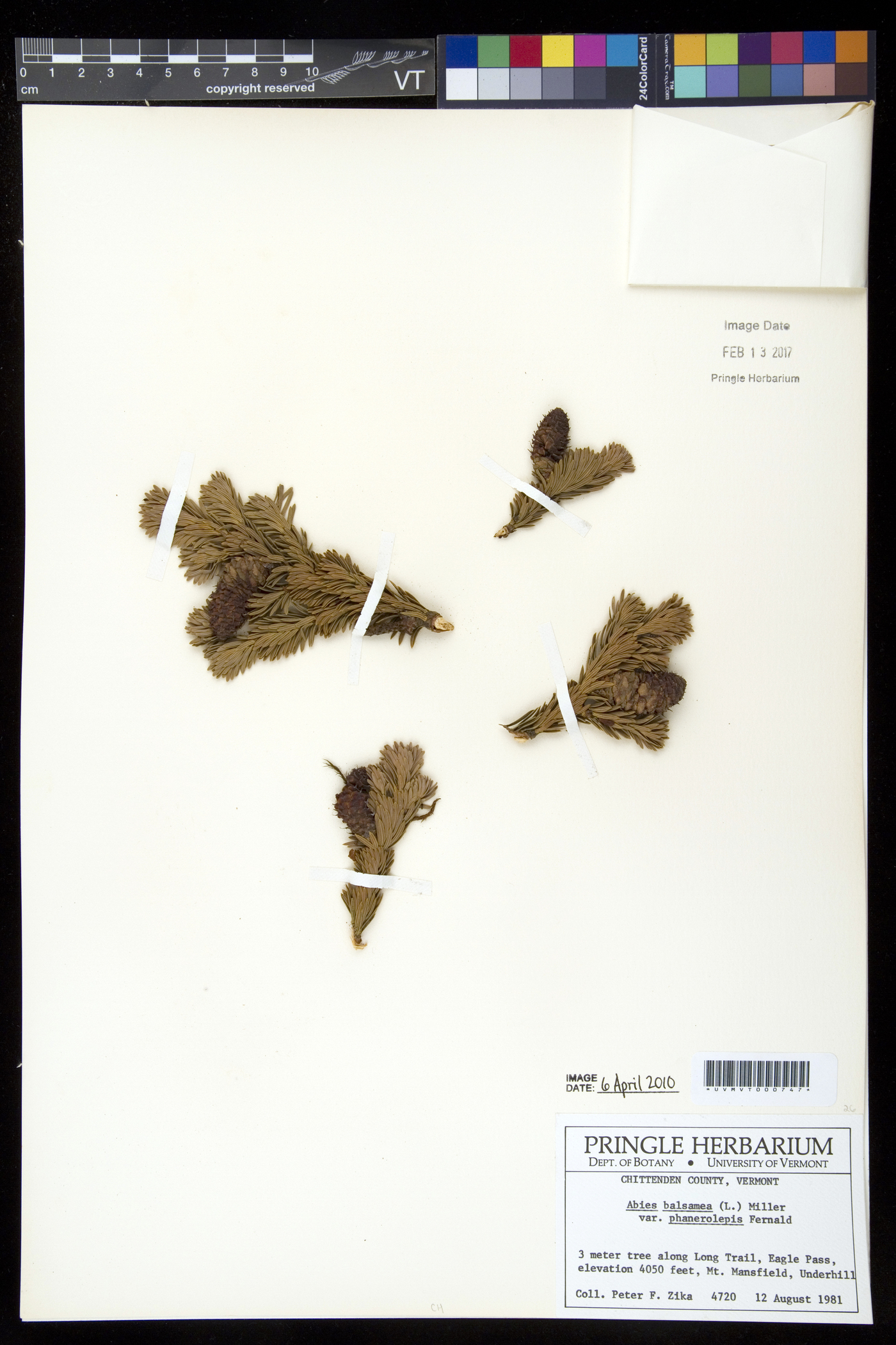 Abies balsamea var. phanerolepis image