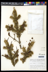 Abies balsamea image