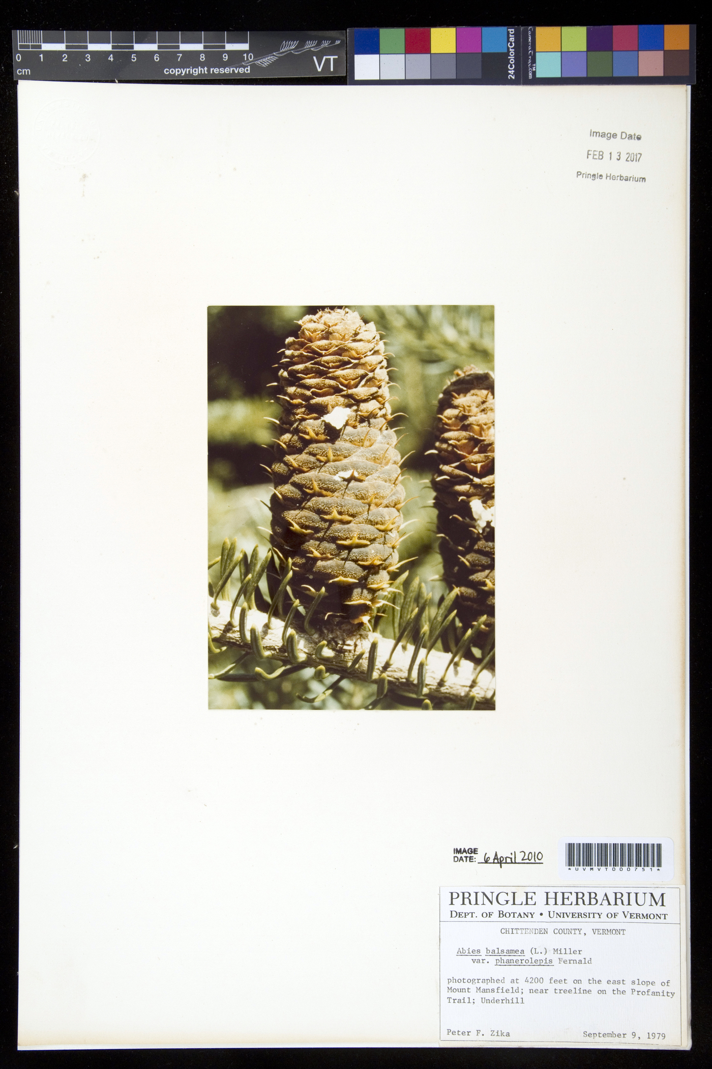 Abies balsamea var. phanerolepis image