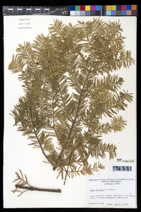 Abies balsamea image