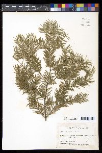 Abies balsamea image