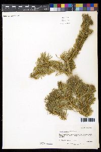 Abies concolor image