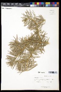 Abies concolor image