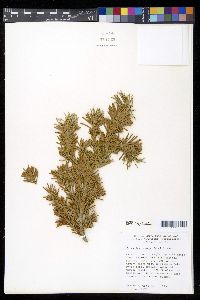 Abies lasiocarpa image