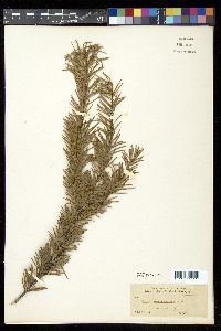 Abies lasiocarpa image