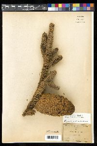 Media resource of Abies nobilis
