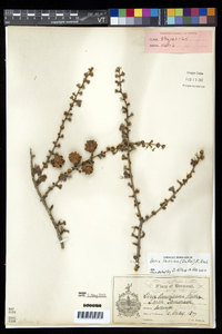 Larix laricina image