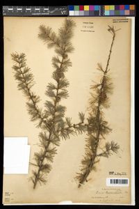 Larix laricina image