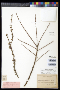 Larix laricina image