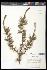 Larix laricina image