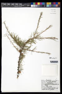 Larix laricina image