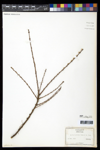 Larix laricina image