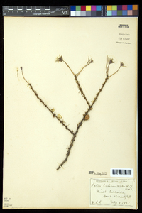 Larix laricina image