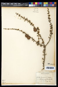 Larix laricina image