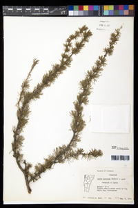 Larix laricina image