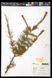 Larix laricina image