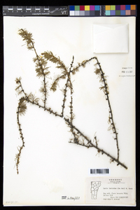 Larix laricina image