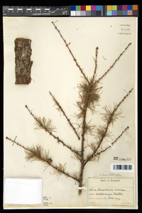 Larix laricina image