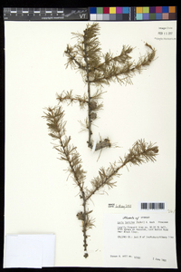 Larix laricina image