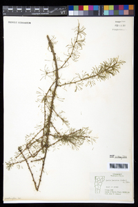 Larix laricina image