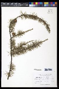 Larix laricina image
